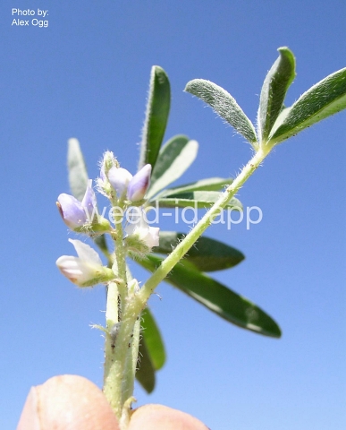 lupine, low
